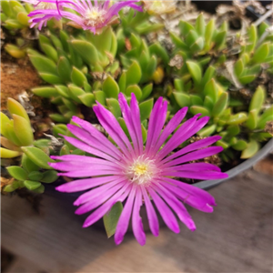 Delosperma Cooperi